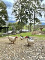 Coral Fern Farm Stay - B&B Mongans Bridge