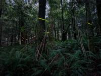 Nunyara - Sauna, Hot & Cold Outdoor Bath, Firefly Season - B&B Newnes Junction