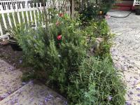 Suite Junior Familiar