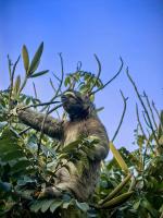 Sloth House - B&B San Isidro