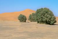 Kasbah Tamariste - Chambres d’hôtes Merzouga