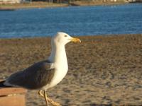Les Dunes - B&B Le Grau-du-Roi
