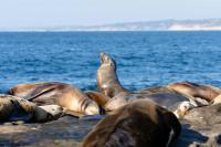 1907 Stone House - King Bed, Office, Crib, Toys - B&B San Diego