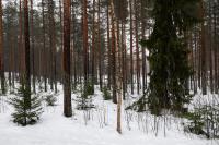 Nordic Flow Apartment - B&B Rovaniemi