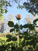 Backyard Garden Oasis - Bed and Breakfast Middletown