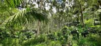 Coffee Courtyard - Boutique Estate Retreat, Coorg - B&B Kurchi