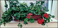 Apartments Neda - B&B Rogoznica