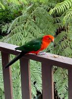 Harrys Lookout Family and Pet Friendly Home between Leura and Katoomba - Chambres d'hôtes Katoomba