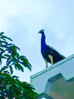 little rose inn - B&B Wellawaya