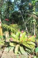 Canto de Paz Trindade Hospedagem - Ferienwohnung Trindade