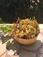 D.O.O. Yury Apartment - B&B Trogir