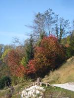 Gîte Le Cerf de Belledonne - B&B