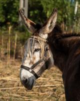 Les villas Maristella, résidence haut de gamme à deux pas de la mer - B&B Aregno