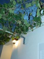 Vacation Home Katarina - B&B Čapljina