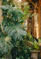 Cabana na Mata • Privacidade • Mariscal - Bed and Breakfast Bombinhas