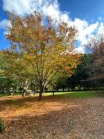 Iffley Cottage - B&B Bowral