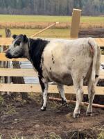 Nakiska Bear Ranch - B&B Clearwater