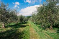 Olive grove house - Bed and Breakfast Castrovillari