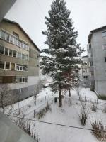 FLOARE de COLȚ - B&B Sinaia