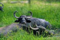 Green cabin mihintale - B&B Anurādhapura