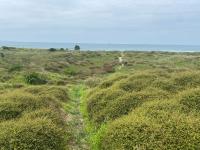 Rare Beachfront paradise - B&B Mount Maunganui