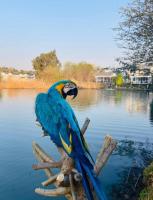 Luxury Lakeview Retreat - B&B Pretoria