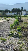 Villa Helia - Bed and Breakfast Kos