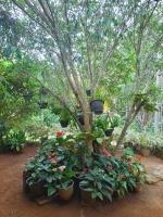 KADUPUL Hiriketiya - Ferienwohnung Hiriketiya