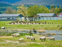 Queenie's Alpine Lakeview Star - B&B Lago Tekapo