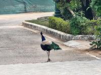 Cocoa Bliss - B&B Mānesar