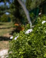 Edem private camping - Bed and Breakfast Análipsis
