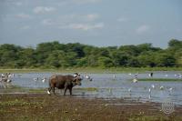 Lake Manyara Serena Safari Lodge