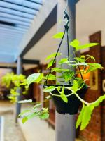 Velora Villa Tangalle - Ferienwohnung Tangalla