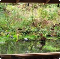 Granite Falls Tiny House off Mtn Loop, EV, AC, Grill and Pond - Bed and Breakfast Granite Falls