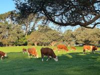 Central Epsom Modern Suite - Chambres d’hôtes Auckland