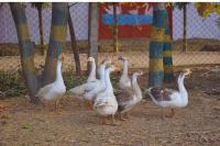 Babbler - A Jungle Resort PURULIA Raghunathpur - Ferienwohnung Rāgonoe