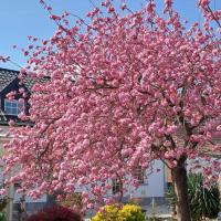 Le Monciat - B&B Lessines