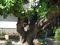 B&B Attigliano - Hotel da Rosanna - Bed and Breakfast Attigliano