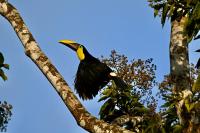 La Ceiba Tree Lodge - B&B Tilaran