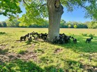 Wychwood House - B&B Hethersett