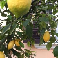 Gianicolo Penny's Garden a Roma centro - B&B Roma