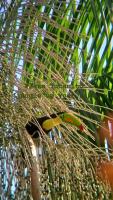 Plaza Tucanito - jungle up your life - B&B Cahuita