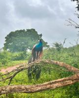 Elephant lodge - B&B Udawalawa