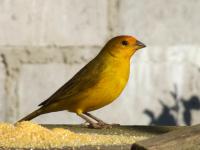 Bluestudio - Bed and Breakfast Lumiar