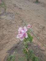 Arman House - B&B Aswān