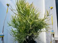 Datas Lodge - B&B Johannesburg