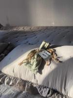 Fachwerk Duck Dich - B&B Melsungen