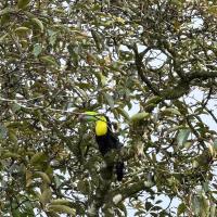 Cabaña Gerya - B&B Chachagua