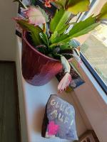 Eisenerzer Apartmenthaus - Ferienwohnung Eisenerz