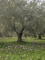 Sea view Goldins house - B&B Pteleos